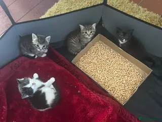 Mixed Breed cats Kittens for sale - Advert 18