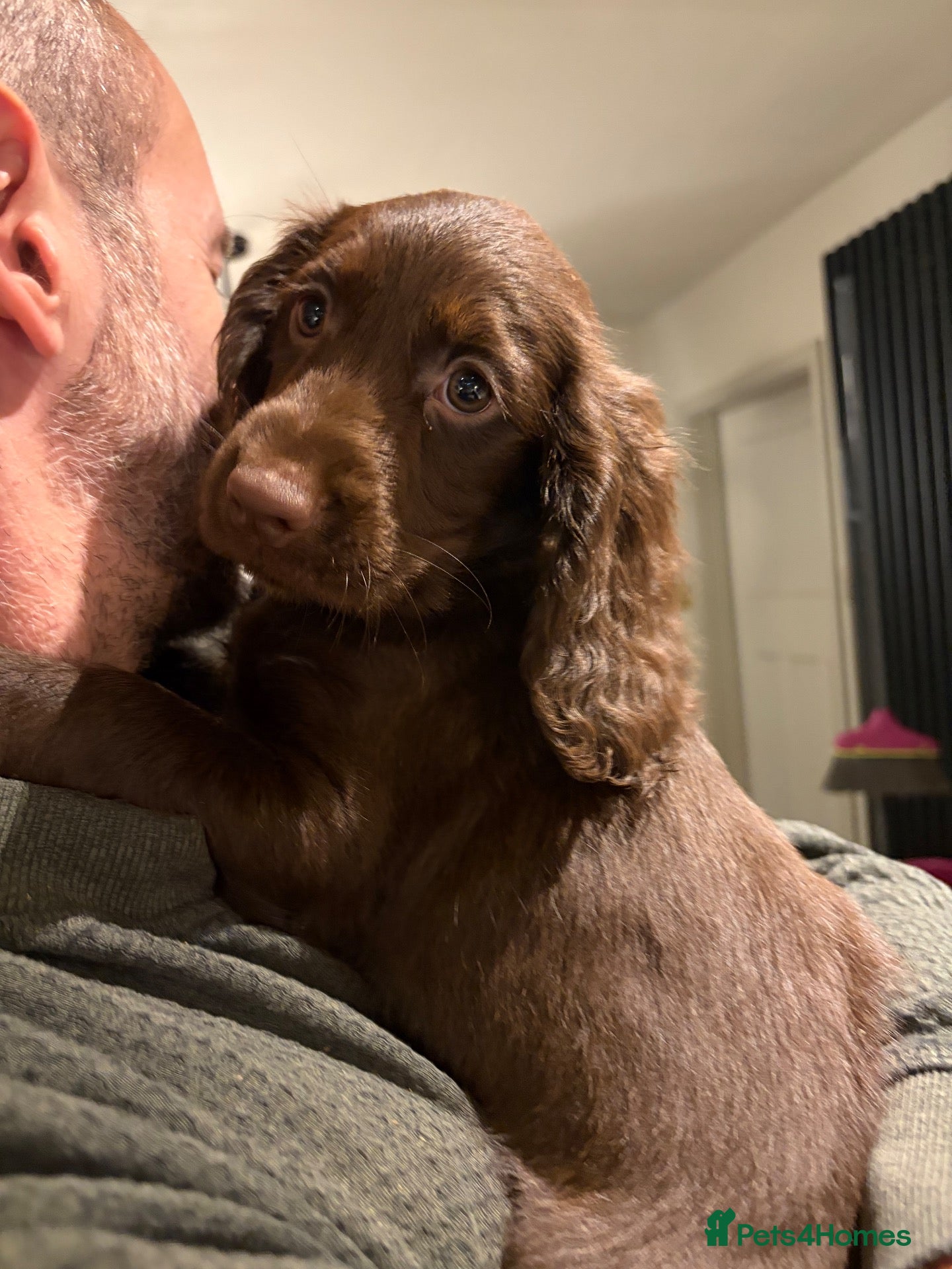 Sprocker dogs for sale: Ready Now-Health Tested ChocCocker Spaniel Puppies - Advert 5