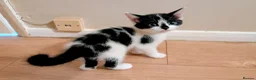 Mixed Breed cats for sale: Beautiful kittens for sale  - Advert 13