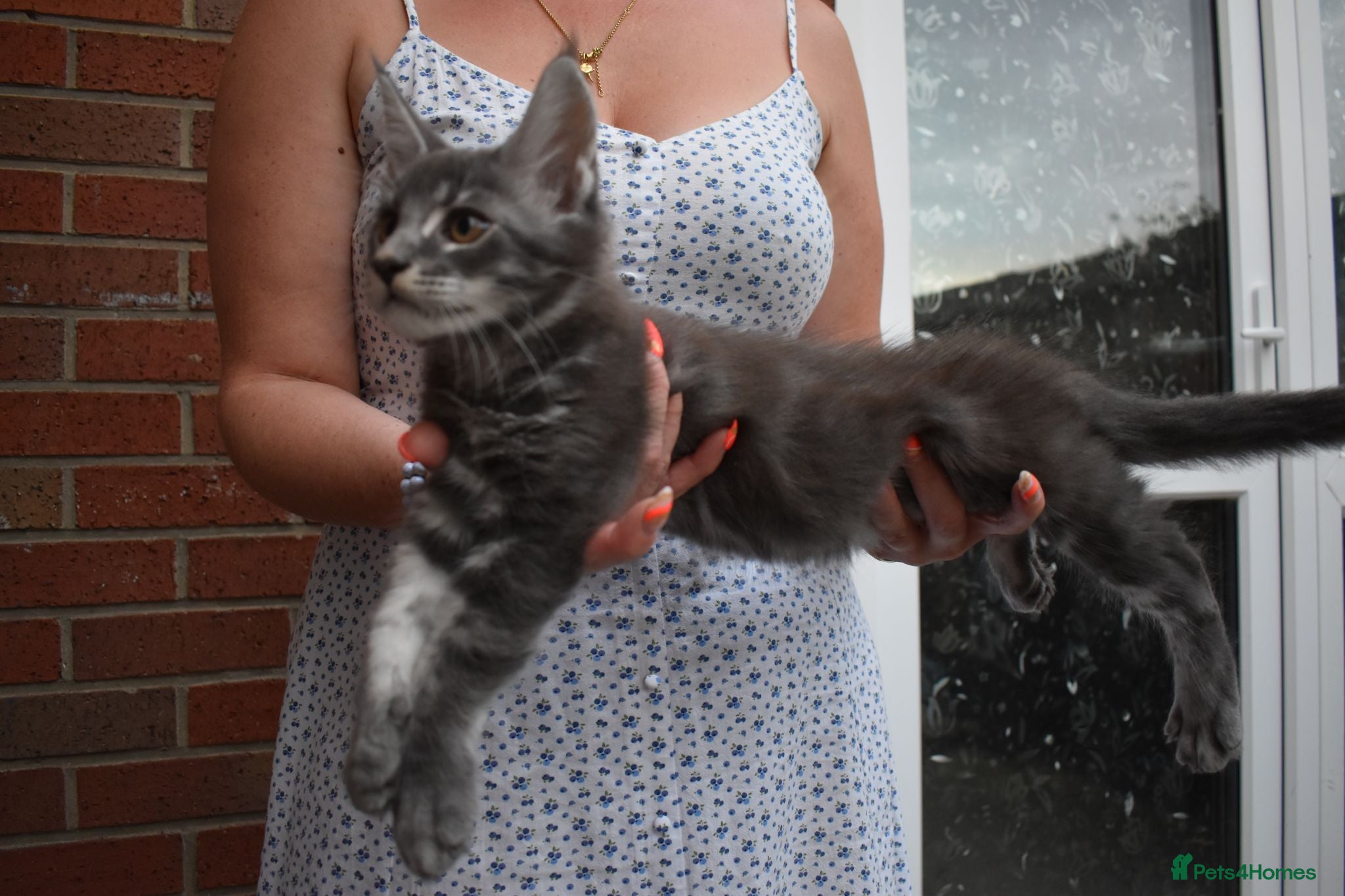 Maine Coon cats 😊Beautiful TICA registered Maine Coon Kittens😊  - Advert 2