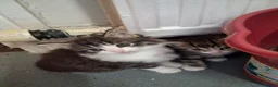 Mixed Breed cats for sale: Kittens for sale  - Advert 4