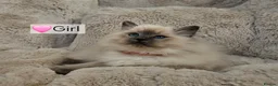 Ragdoll cats for sale: Pure Ragdoll Kittens Ready Leave Now  in Basildon - Advert 18