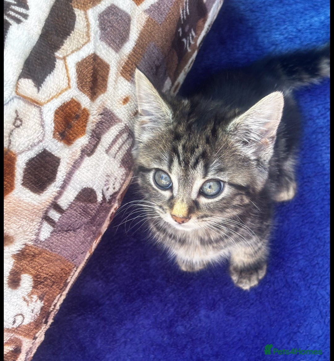 Norwegian Forest Cat cats for sale: Beautiful fluffy kittens - Image 25