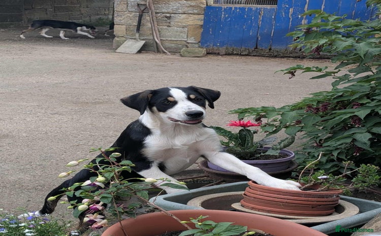 Mixed Breed dogs - Advert 1