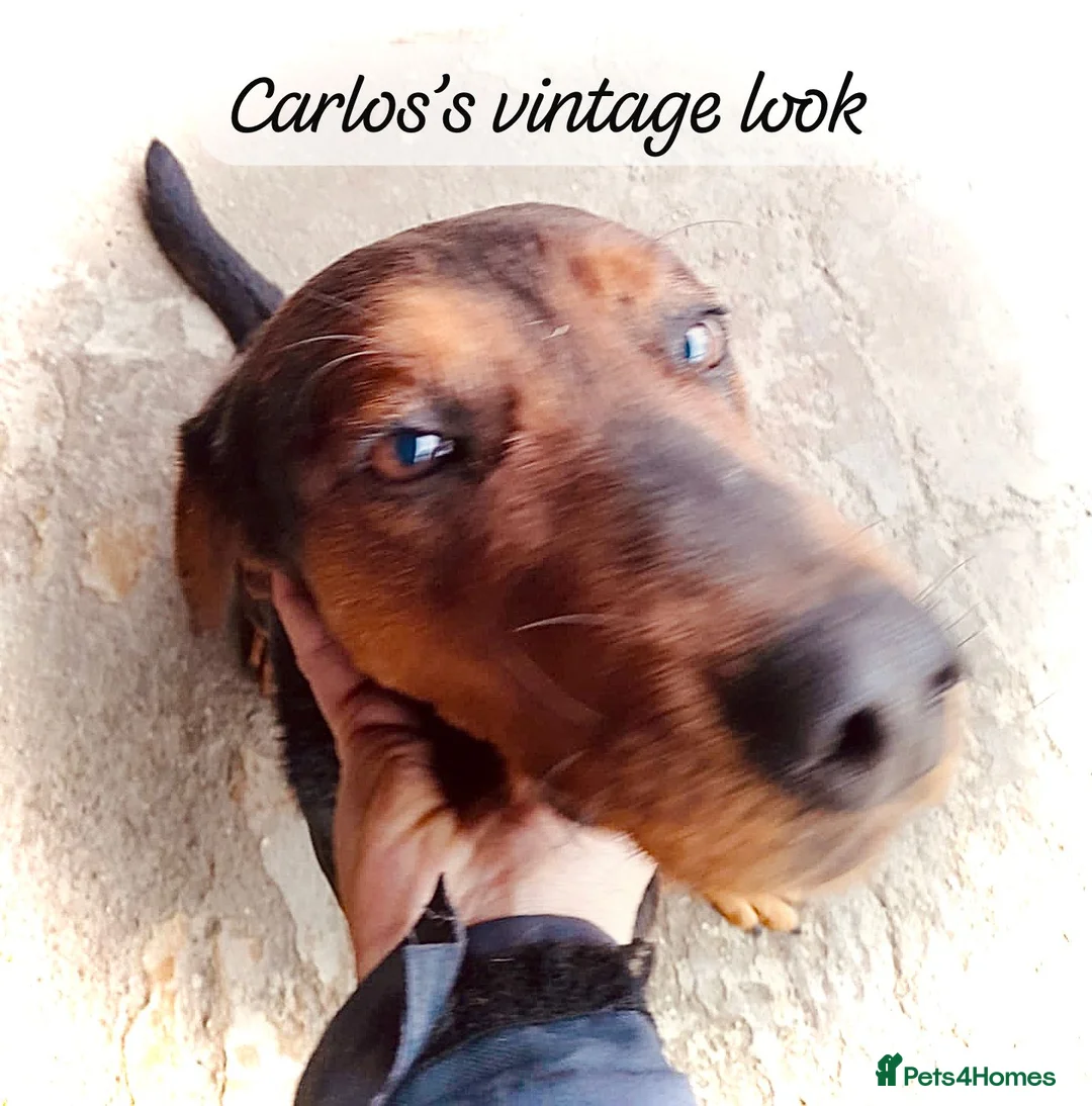 Mixed Breed dogs for adoption: Carlos, 7-8 years old. Available for adoption. - Advert 2
