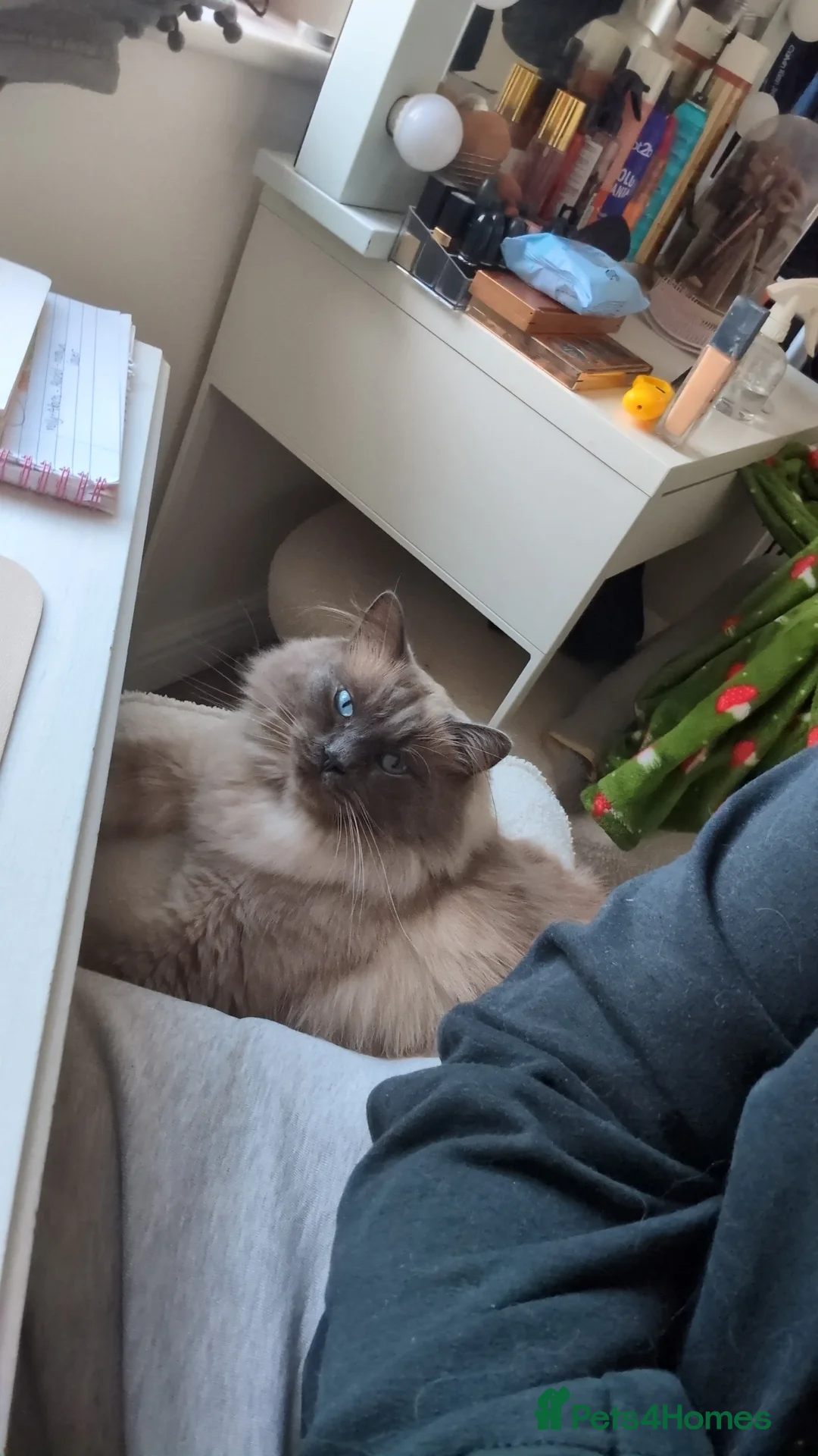 Ragdoll cats for sale: Ragdoll Male for Sale  - Advert 2