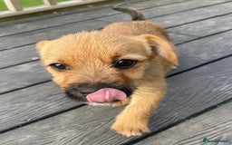 Mixed Breed dogs for sale: Corrier (Corgi X Border Terrier)  - Image 7