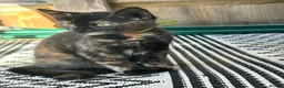 Mixed Breed cats for sale: Beautiful Ginger & Tortoiseshell Kittens in Faringdon - Advert 5
