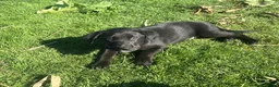Borador dogs for sale: Beautiful Borodor’s  - Advert 8