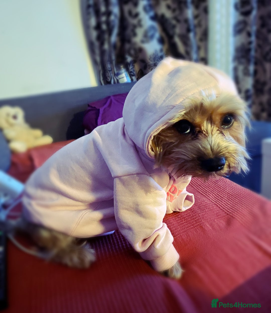 Yorkshire Terrier dogs for stud: Billy Boy  - Image 20