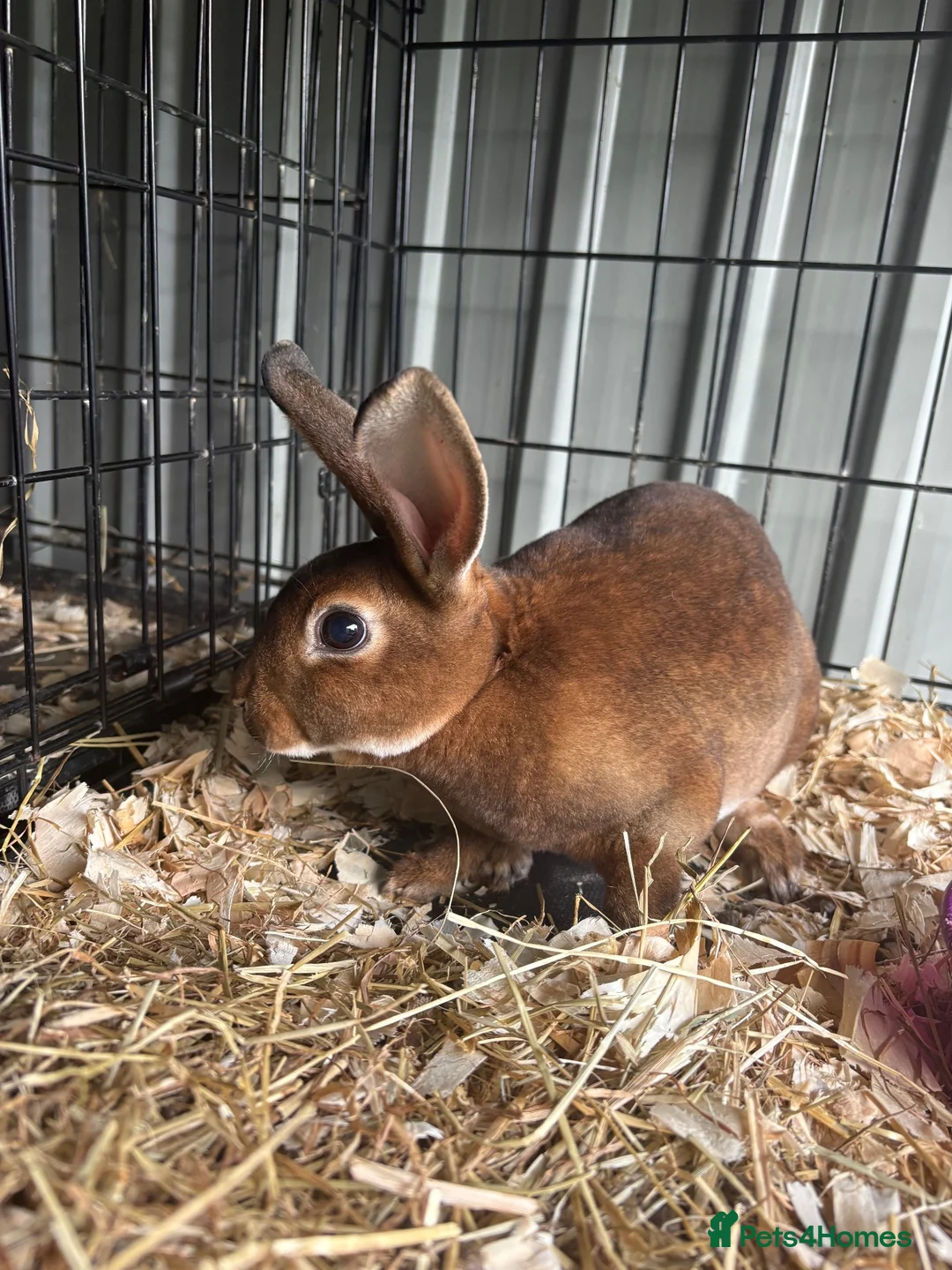 Rex rabbits for sale: Mini Rex buck  - Advert 4