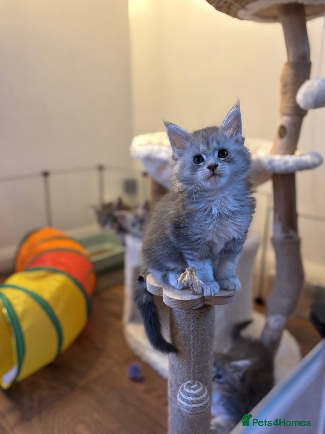 Maine Coon cats for sale: TICA registered Maine coon kittens, shaded lines - Image 15