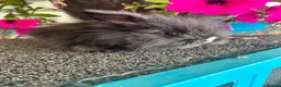 Lionhead rabbits for sale: 🦋Pure breed Teddy lionheads 🦋 - Advert 38