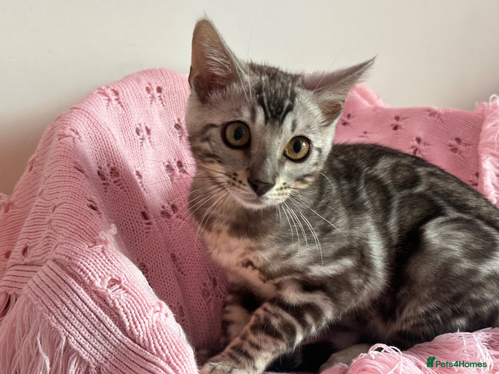Bengal cats Silver Grey Male TICA Kitten - Advert 2