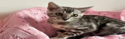 Bengal cats for sale: Silver Grey Male TICA Kitten - Advert 2