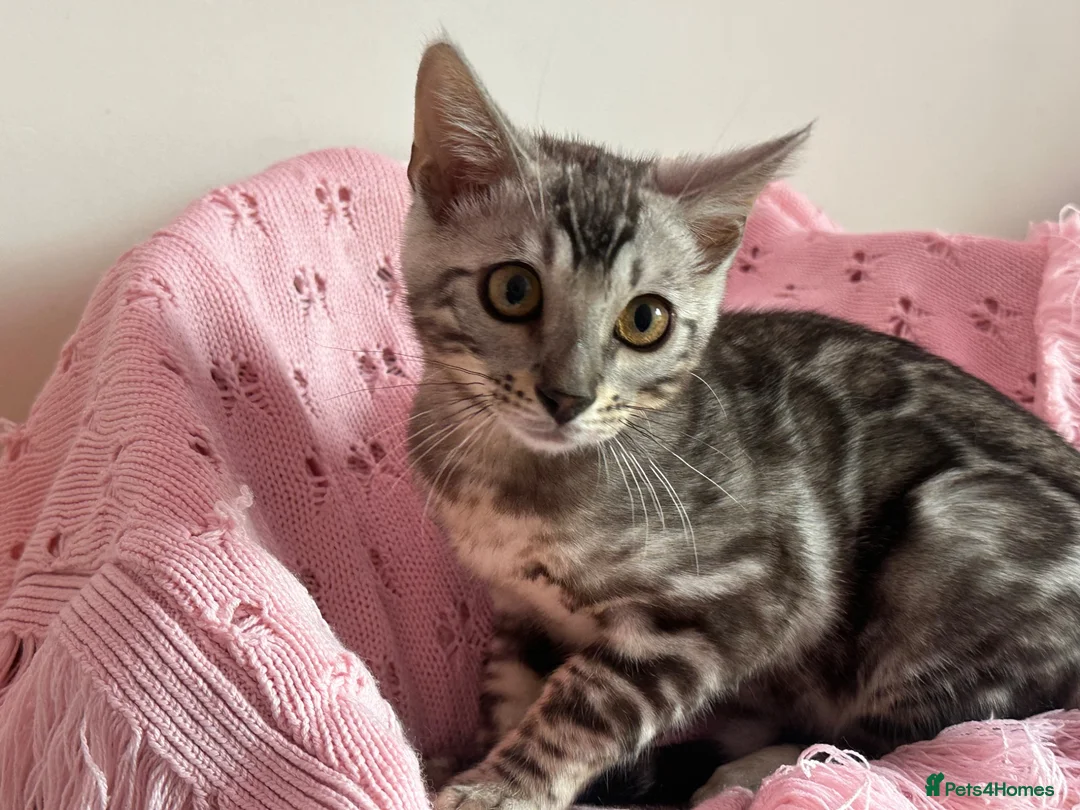 Bengal cats for sale: Silver Grey Male TICA Kitten - Advert 2