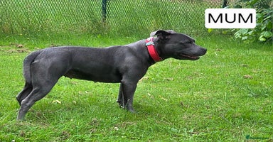 Staffordshire Bull Terrier dogs - Advert 9