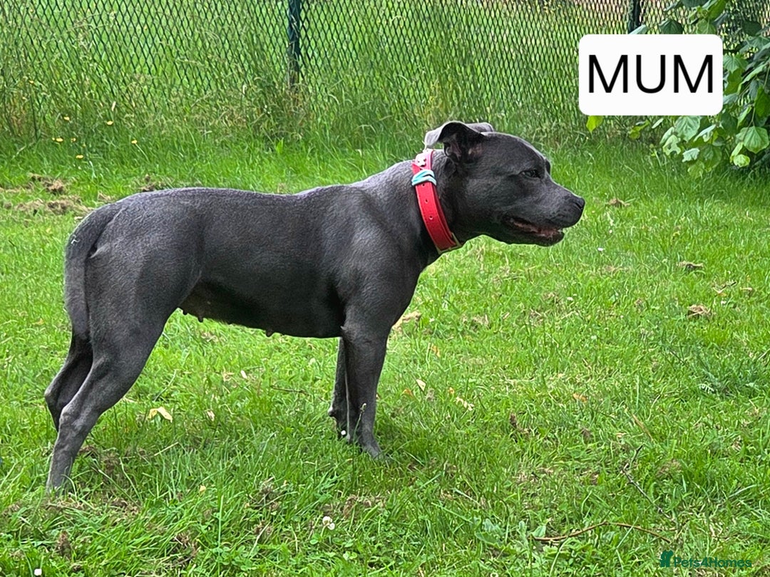 Staffordshire Bull Terrier dogs for sale: Blue Staffordshire Bull Terrier KC registered  - Image 2