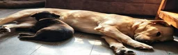Labrador Retriever dogs for sale: 6 stunning female labrador puppies - Advert 22