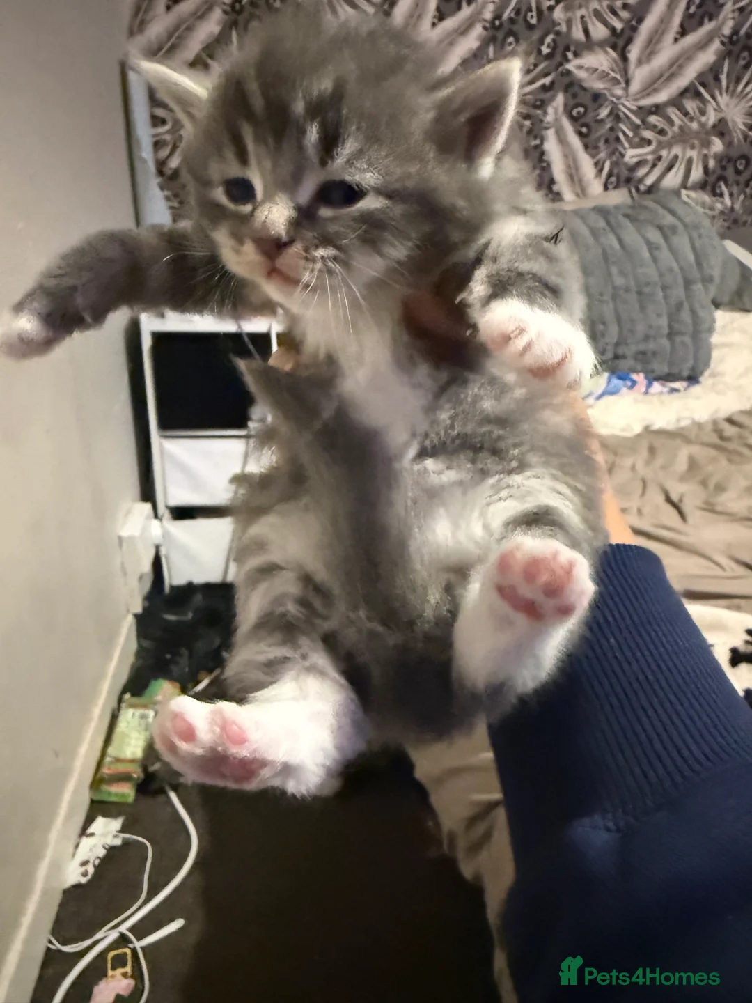 Norwegian Forest Cat cats for sale: Fluffy purrfeecctt bundles of love  - Advert 11