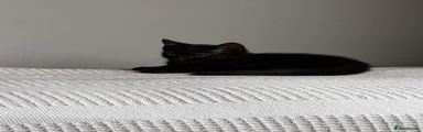 Domestic Shorthair 2