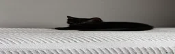 Domestic Shorthair cats for sale: Three kittens for sale  - Advert 10