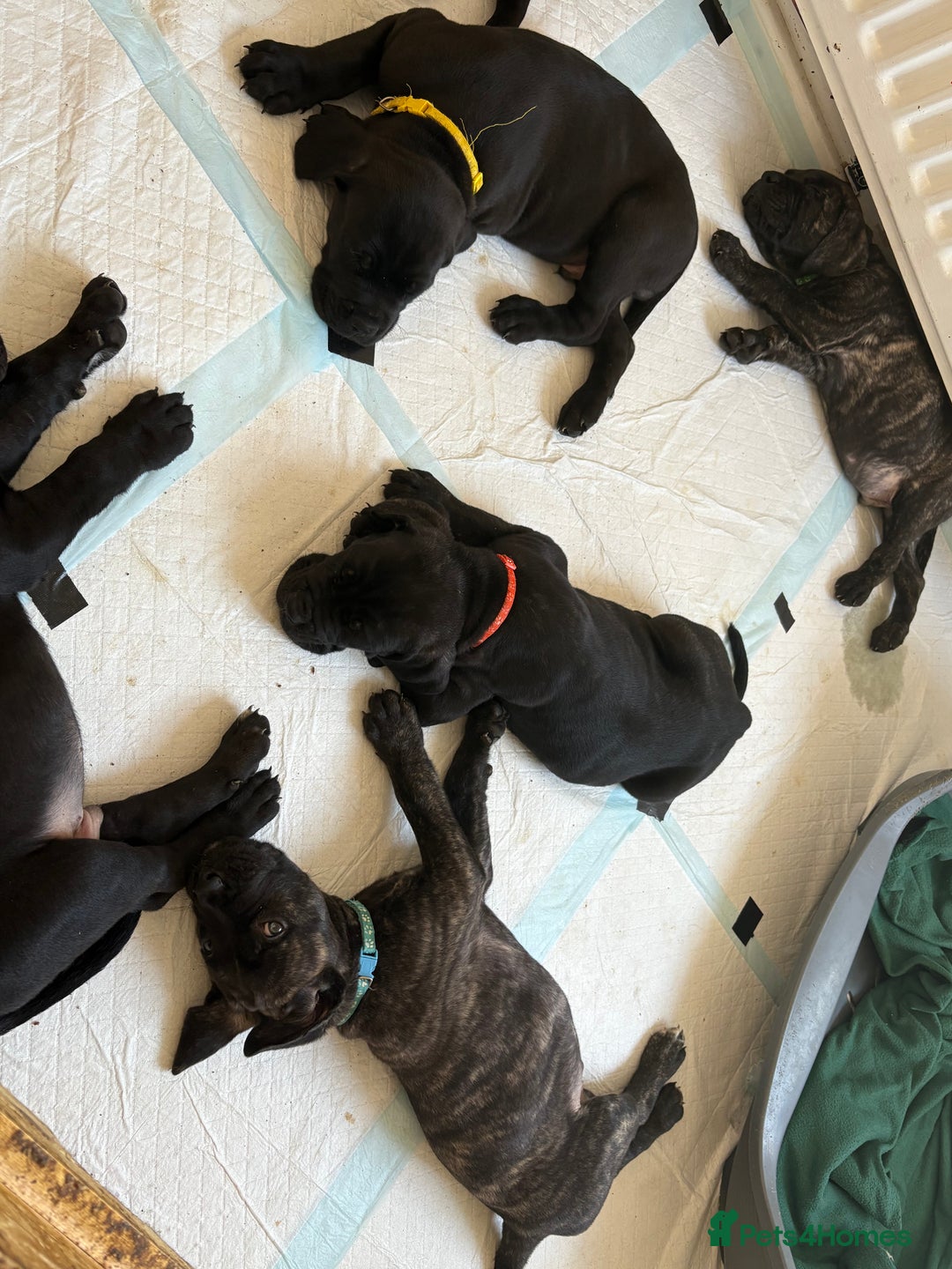 Mixed Breed dogs for sale: Cane Corso x boerboel  - Image 22