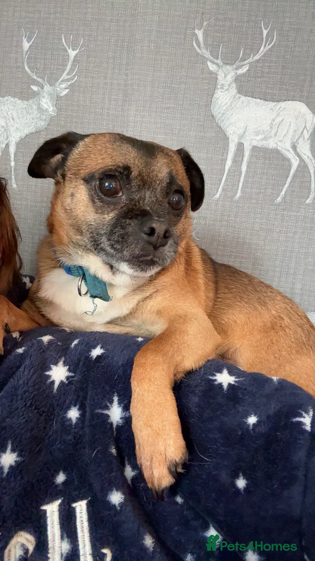 Mixed Breed dogs for sale: Rocco the jug - Advert 3