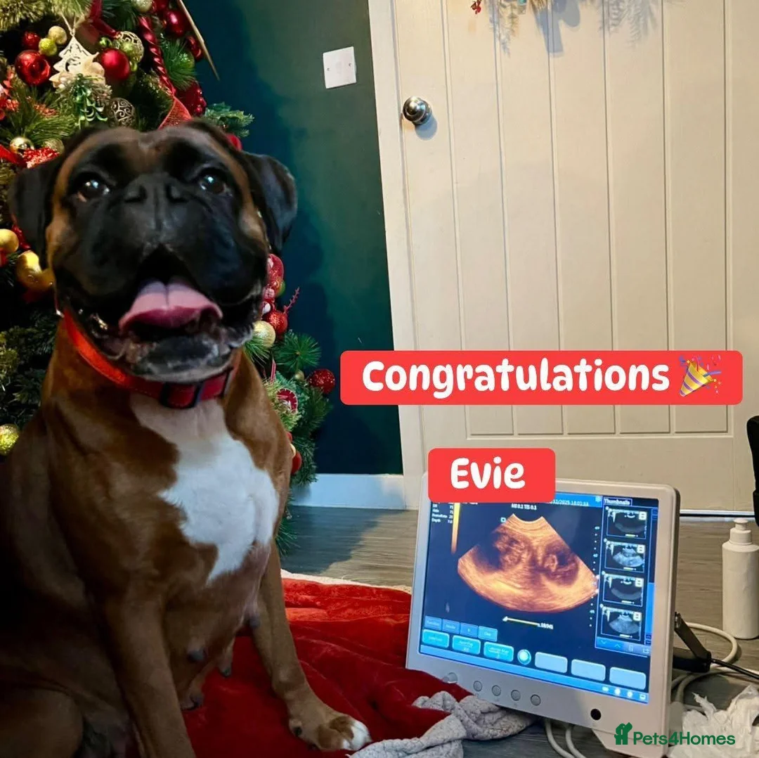 Boxer dogs for sale: 3 Brindle Puppies Available - Advert 2