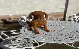 Hungarian Vizsla dogs for sale: 2 female Hungarian vizslas 17 weeks old - Image 9