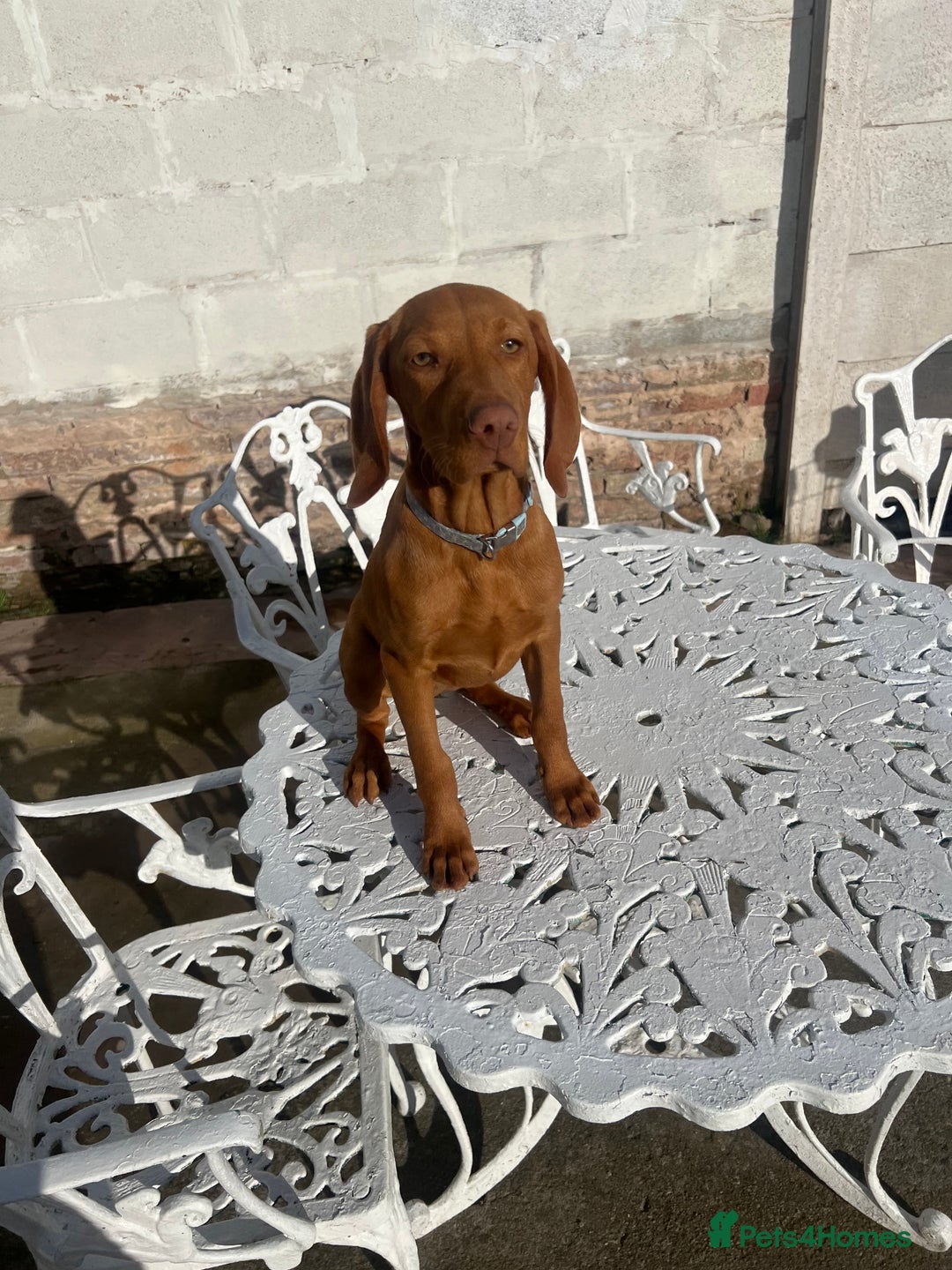 Hungarian Vizsla dogs for sale: 2 female Hungarian vizslas 17 weeks old - Image 9