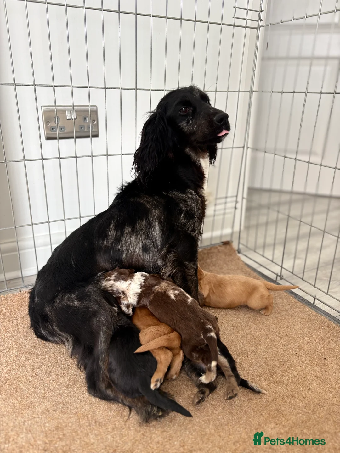 Cocker Spaniel dogs for sale: Cocker spaniel puppies  - Advert 5