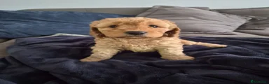 Cockapoo 5