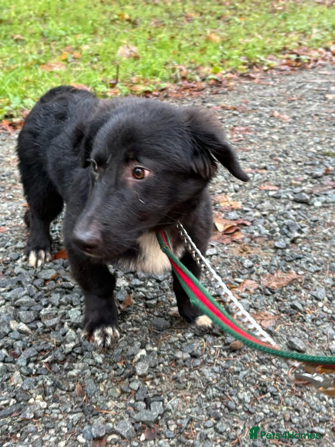 Mixed Breed dogs for adoption: Leo - Norwich Norfolk  - Advert 10