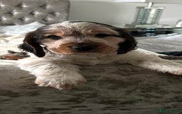 Cocker Spaniel dogs for sale: Show Cocker Spaniel Puppy - Advert 5