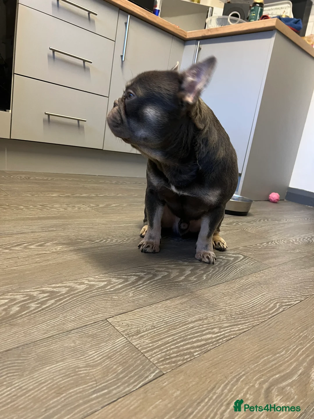 French Bulldog dogs for sale: Adorable 3-Year-Old Male & Female French Bulldog - Advert 14