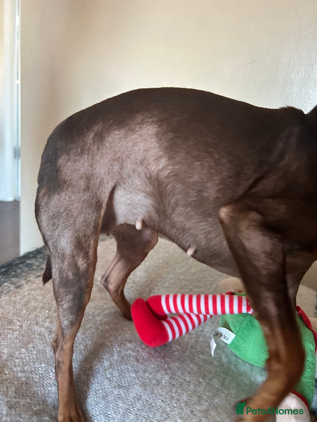 Miniature Pinscher dogs for sale: Poppy - 4 year old Miniature pinscher - Advert 4