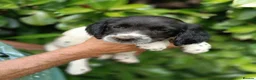 English Springer Spaniel dogs for sale: Last one! KC Registered English Springer Spaniels  - Advert 14