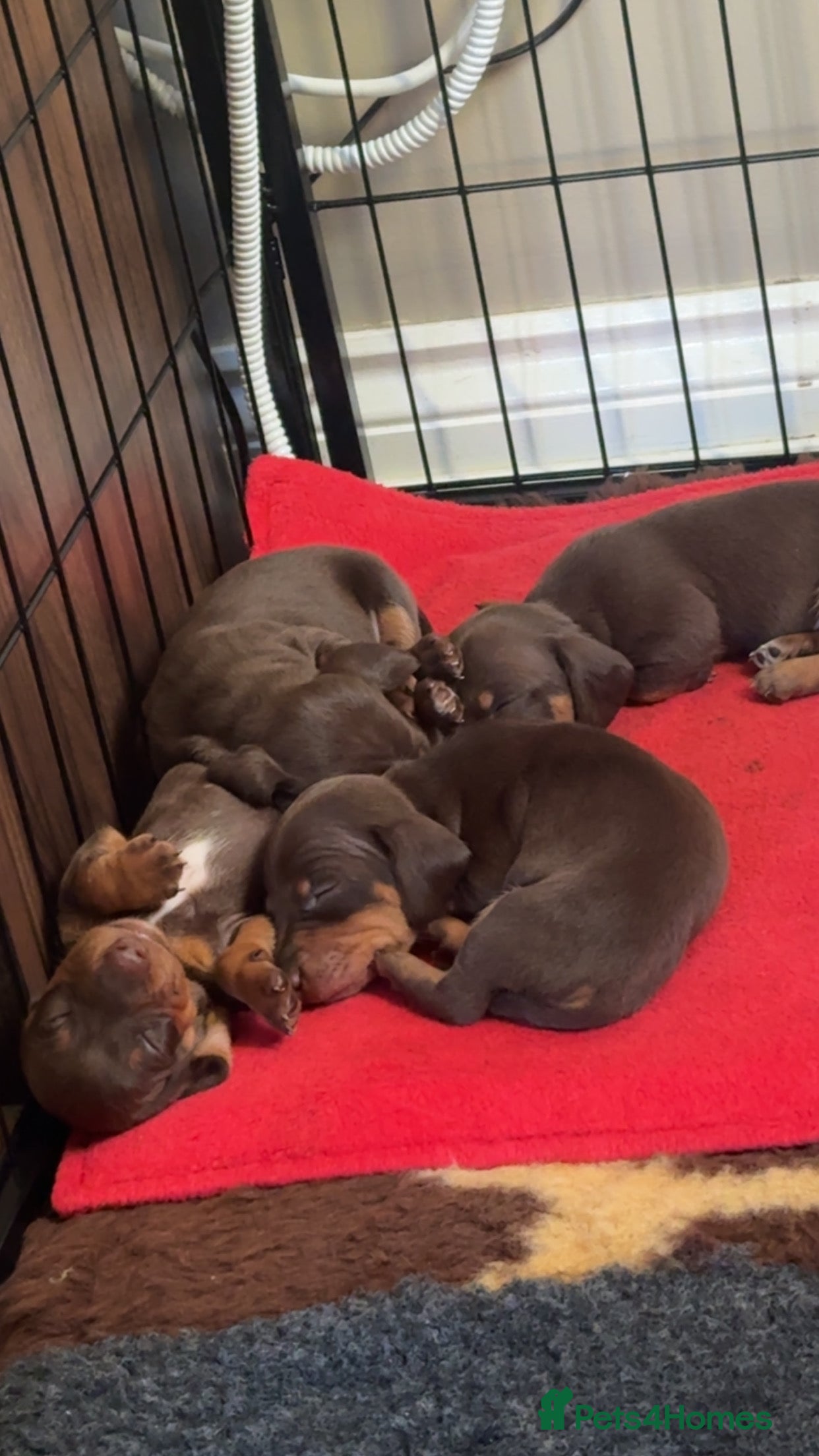 Miniature Dachshund dogs True Miniature Dachshund Puppies - Advert 1