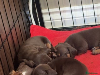 Miniature Dachshund dogs True Miniature Dachshund Puppies - Advert 1