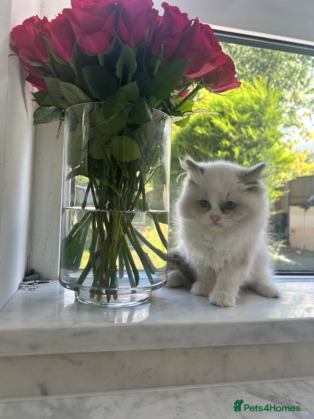Ragdoll cats for sale: Chunky Kittens Available  - Image 10