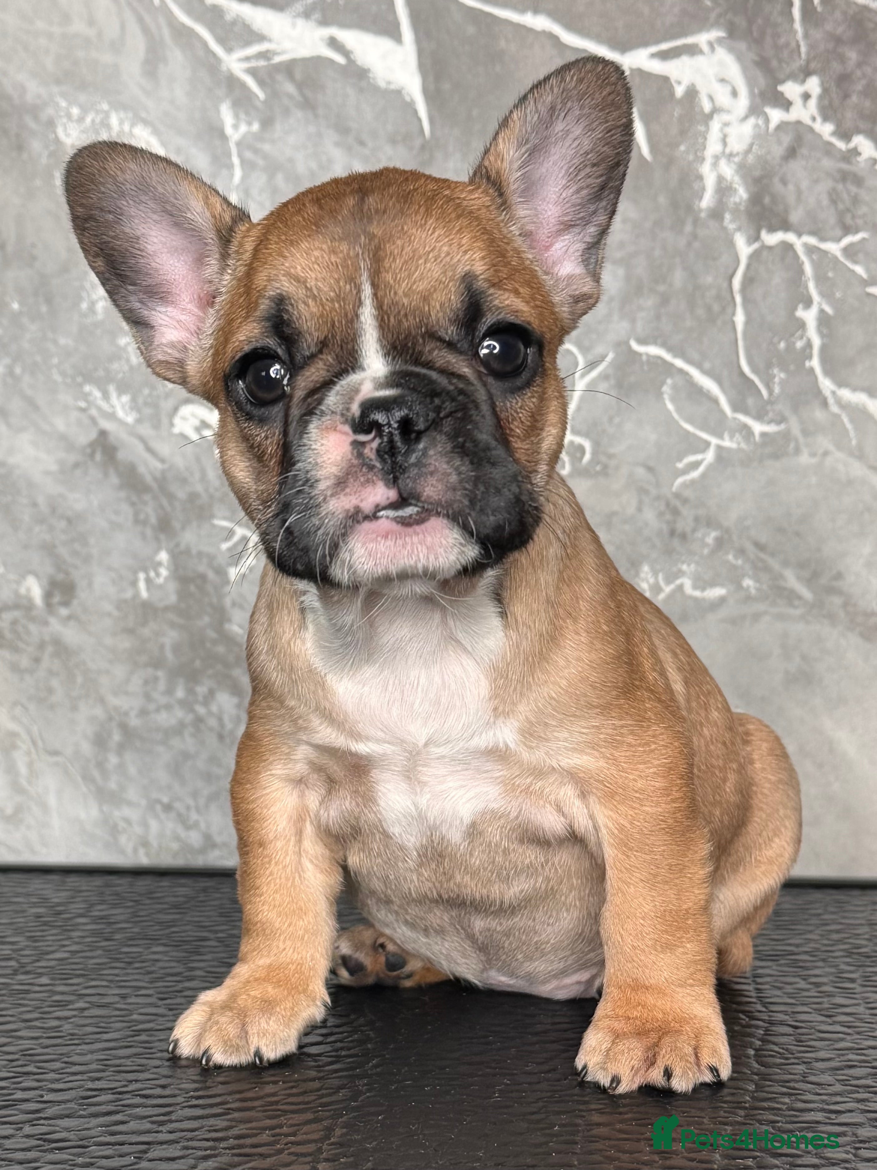 French Bulldog dogs Champion Sired Fawn / red fawn French bulldogs - Advert 1