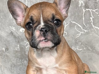 French Bulldog dogs Champion Sired Fawn / red fawn French bulldogs - Advert 7
