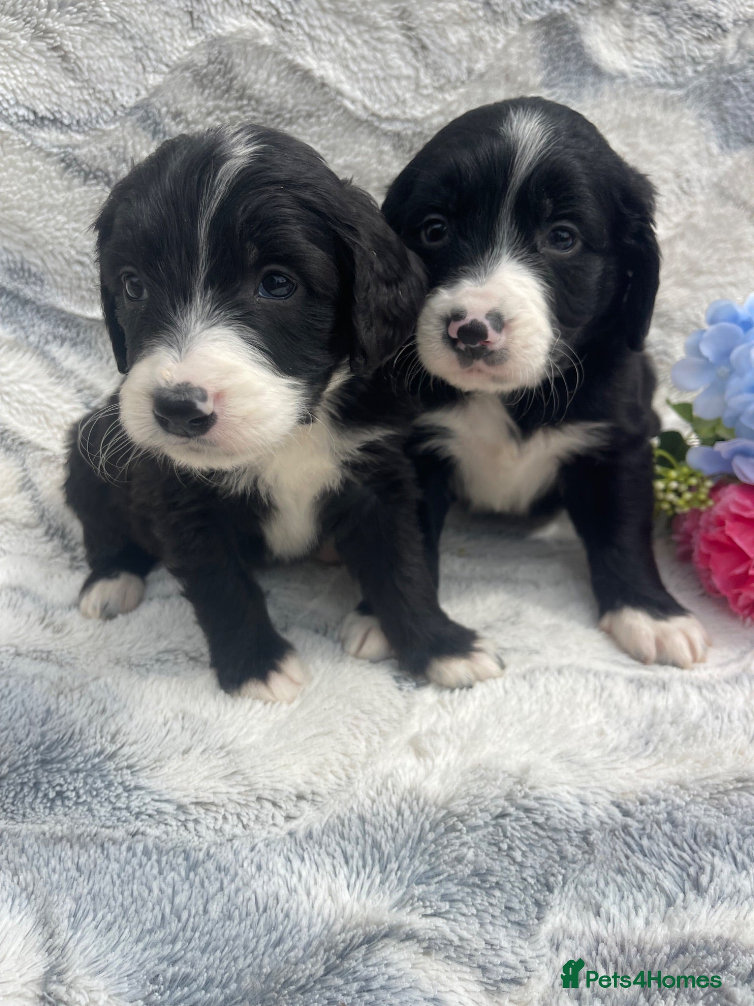 Bernedoodle dogs EXTENSIVELY HEALTH TESTED BERNEDOODLES - Advert 1