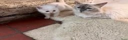 Ragdoll cats for sale: GORGEOUS Ragdoll X kittens  - Advert 15