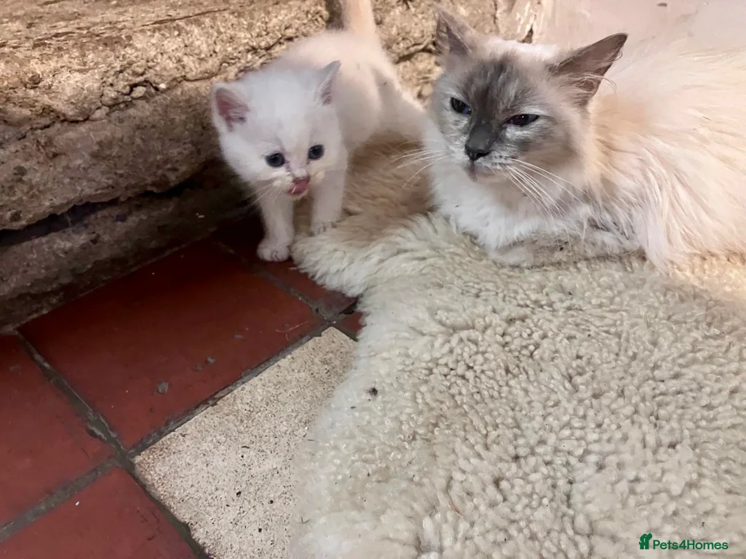 Ragdoll cats for sale: GORGEOUS Ragdoll X kittens  - Advert 15