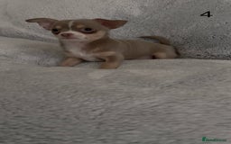 Chihuahua dogs for sale: Beautiful chihuahua pups - Image 12