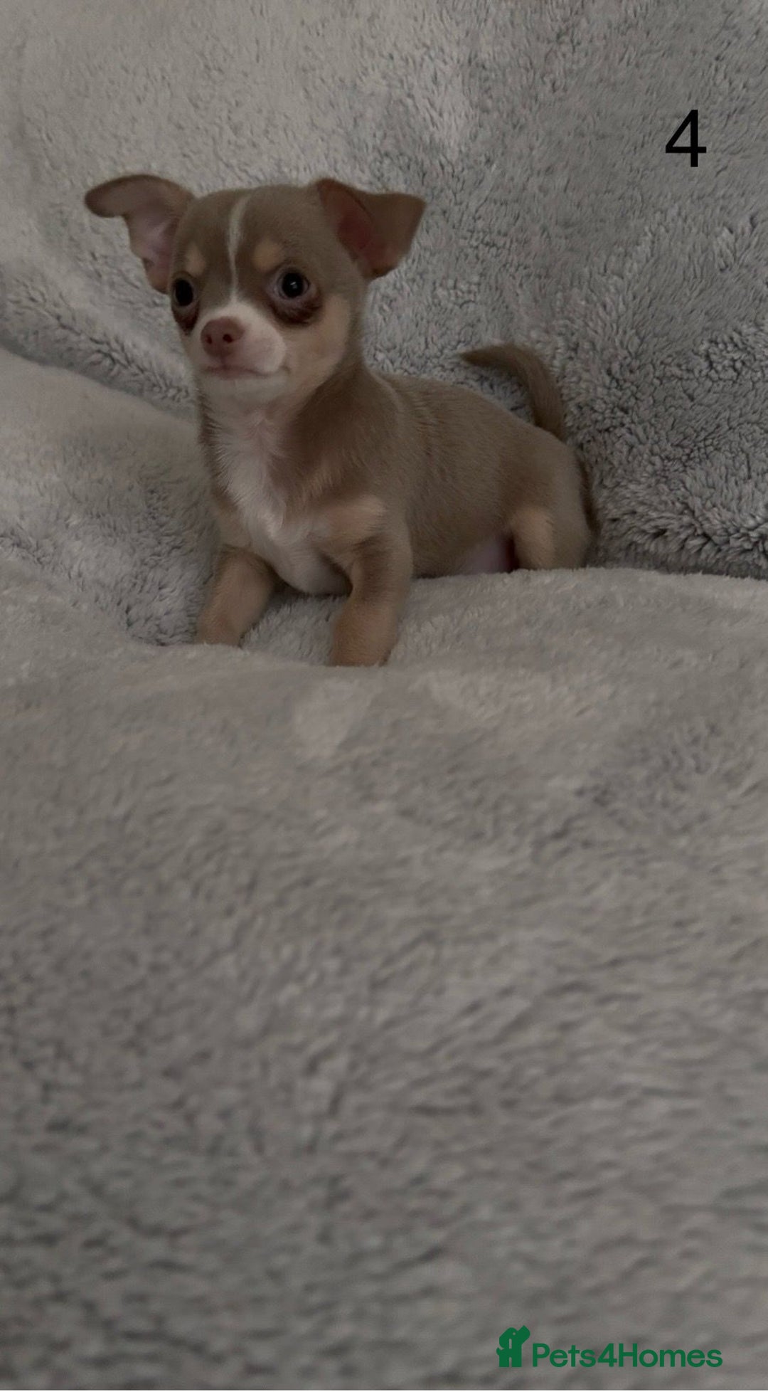 Chihuahua dogs for sale: Beautiful chihuahua pups - Image 12