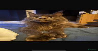 Maine Coon cats - Advert 3