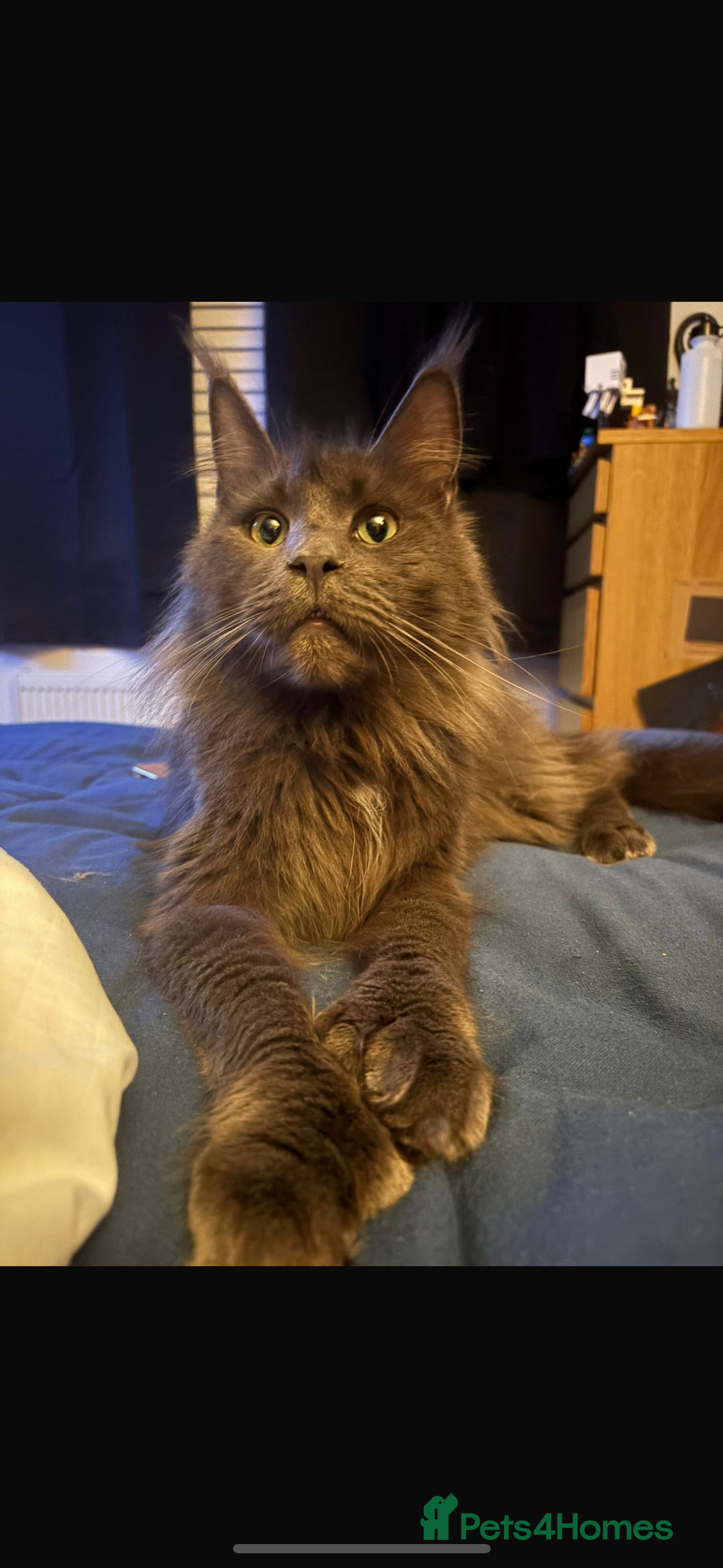 Maine Coon cats for sale: Full pedigree blue smoke female Maine coon  - Image 3